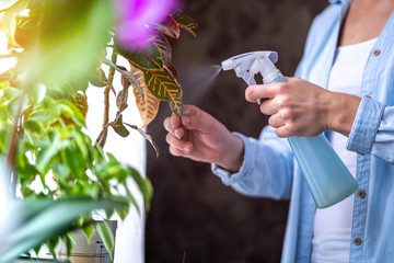 Woman sprays plants in flower pots. Housewife taking care of home plants at her home, spraying...