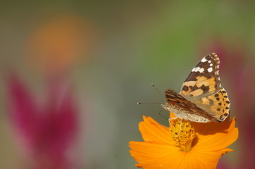 Obraz premium アカヒメタテハとコスモス