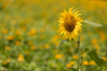 Girasol 02