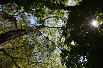 tree in the sky