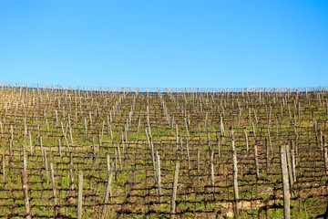 vineyard in tuscany italy under bright blue winter sky