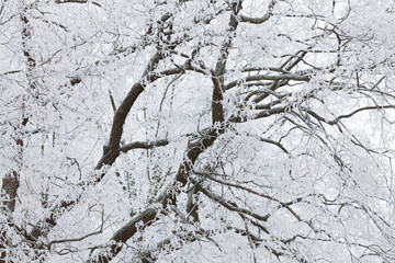 Tree branches covered in hoarforst snow