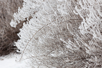 Bush branches covered in hoarforst snow
