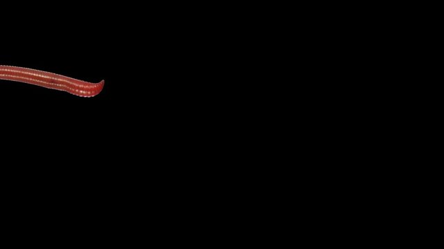 Earthworm creep. Footage with alpha channel (codec: png+alpha with black background)
