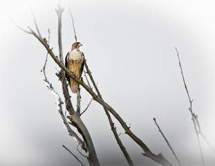 Red Tail Hawk