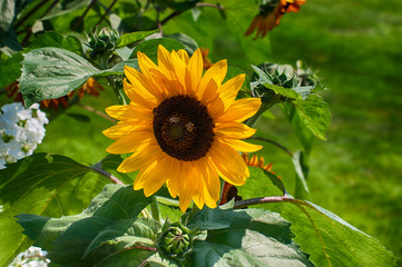 Happy Bees