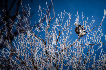 Bald Eagle