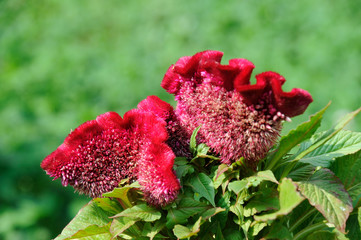 Celosia flower red comb on the flower bed