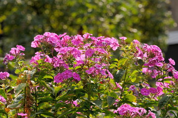 Fototapeta premium Crape Myrtle tree flowers, blooms. Pink. Spring, summer. stock photo