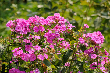 Crape Myrtle tree flowers, blooms. Pink. Spring, summer. stock photo
