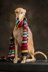 Fototapeta na wymiar Funny dog with colorful scarf