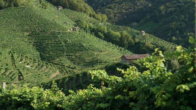Still shot - Lovely shot through the vineyard along the prosecco road - 4k