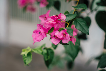 pink booming bougainvillea flowers background