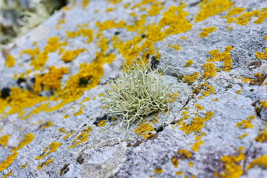 Arctic lichens. Rock surface with lichen and moss texture. Nature colors abstract background.