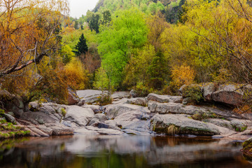 Bosque