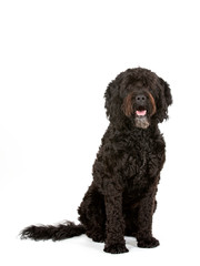 Barbet dog portrait isolated on white. Copy space. cut out on white background.