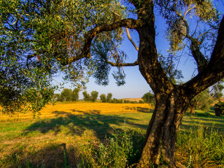 Olive Trees Landscape in Canino, Italy