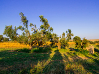 Olive Trees Landscape in Canino, Italy