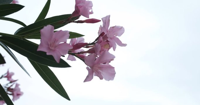 Pink rose oleander tropical plant nerium on the white background isolated with green leaves bush