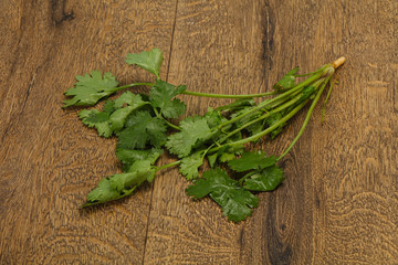 Fresh ripe  Green cilantro leaves