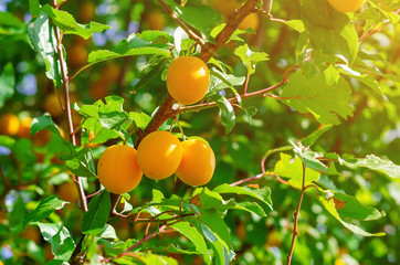 Yellow cherry plum berries on branches among green leaves.