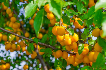 Yellow cherry plum berries on branches among green leaves.