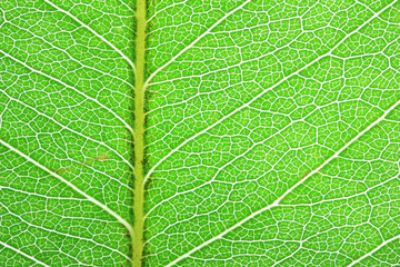 texture of green leaf