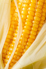 cob with ripe and fresh corn grains in the foreground