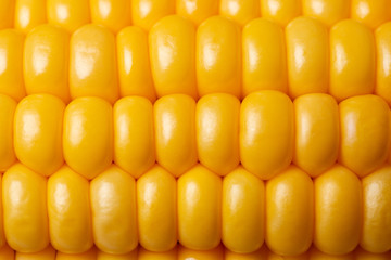 cob with ripe and fresh corn grains in the foreground