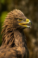 Steinadler