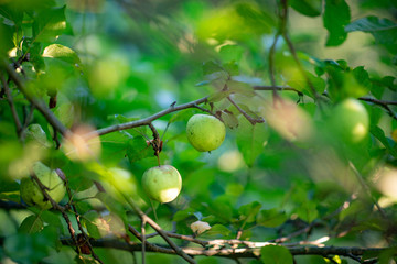 Zielone jabłko na drzewie - dzikie jabłko