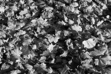 Pile of leaves in autumn in black and white.