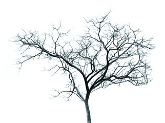 Fototapeta na wymiar The nearly dead leafless tree for halloween usage