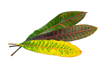 Beautiful plant leaf at isolared white background c