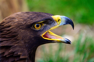 Steinadler