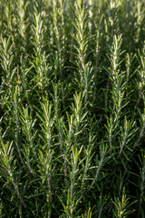 A full frame photograph of a rosemary bush, with a shallow depth of field