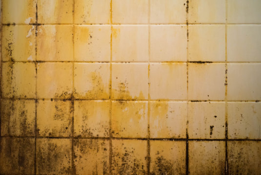 dirty bath room ceramic wall with mold , black fungus , rhizopus, need cleaning liquid