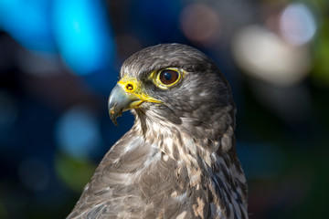 Gerfalke