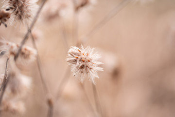 flower in field
