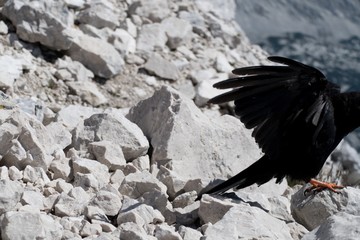 black bird on mountains on stone