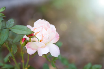 Close-up of beautiful red rose in garden. Post card on a holiday