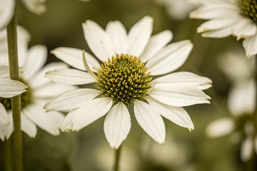 white flower on green background