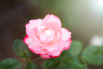Close-up of beautiful red rose in garden. Post card on a holiday