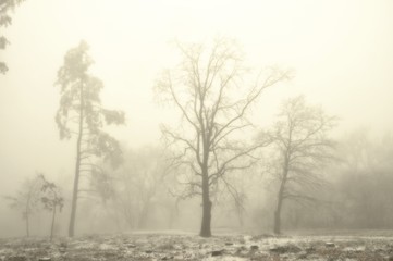 Mysterious winter foggy landscape