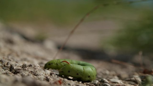 Agrius convolvuli - sfinge del convolvolo - 4k
