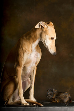 Portrait of a brown greyhound with guinea pig