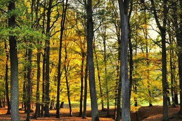 Obraz premium Broad leaf trees forest at autumn / fall sunlight