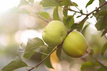 Ripe juicy apples on a branch in the garden . The harvest concept