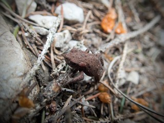 detail of a small frog in a forest