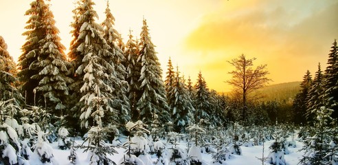 Fototapeta na wymiar Beautiful scenic winter landscape with the snow covered spruce trees